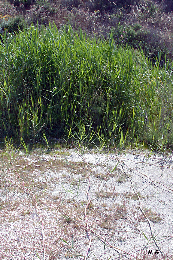 Photo Phragmites australis