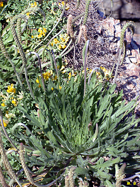 Photo Plantain corne de cerf, Plantago coronopus