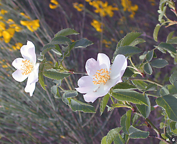 Photo de rosier sempervirent
