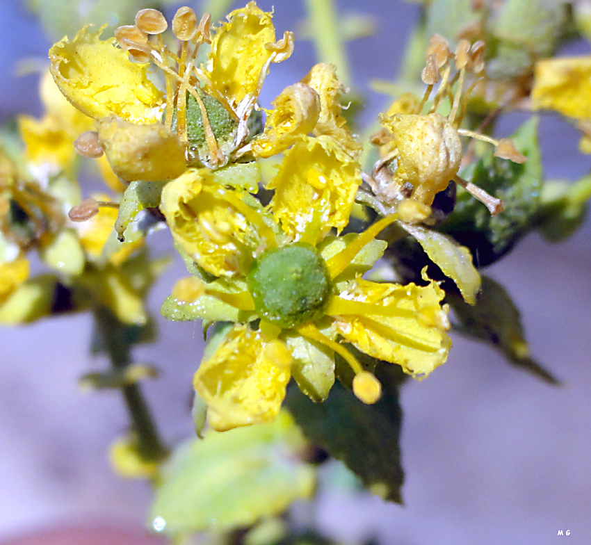 Photo fleur de Ruta chalepensis