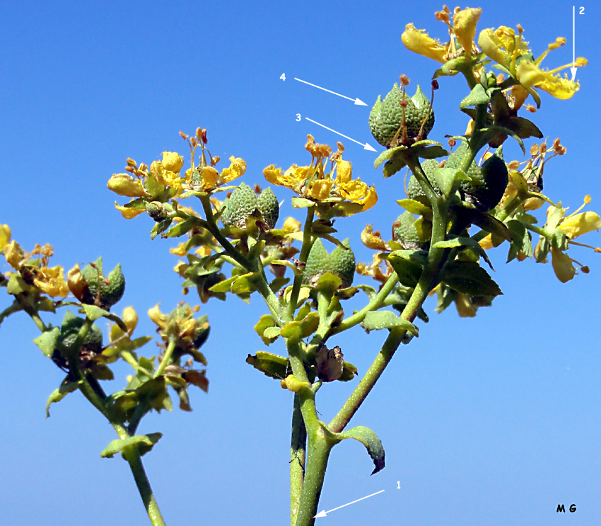 Photo Ruta chalepensis