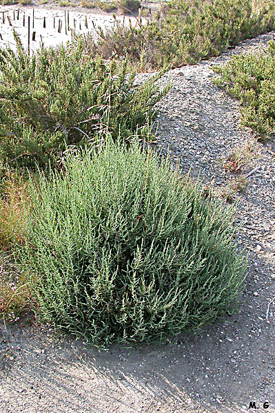 photo de salicorne européenne, Salicornia europea