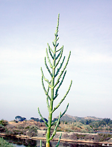 photo de salicorne européenne, Salicornia europea