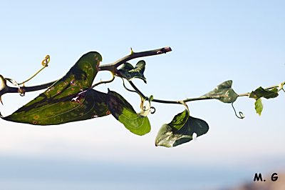 photo de feuilles de Smilax aspera