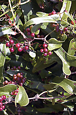 photo de fruits de Smilax aspera