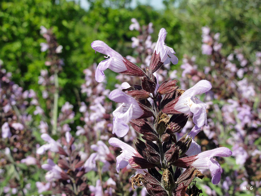 Fleurs de Salvia officinalis