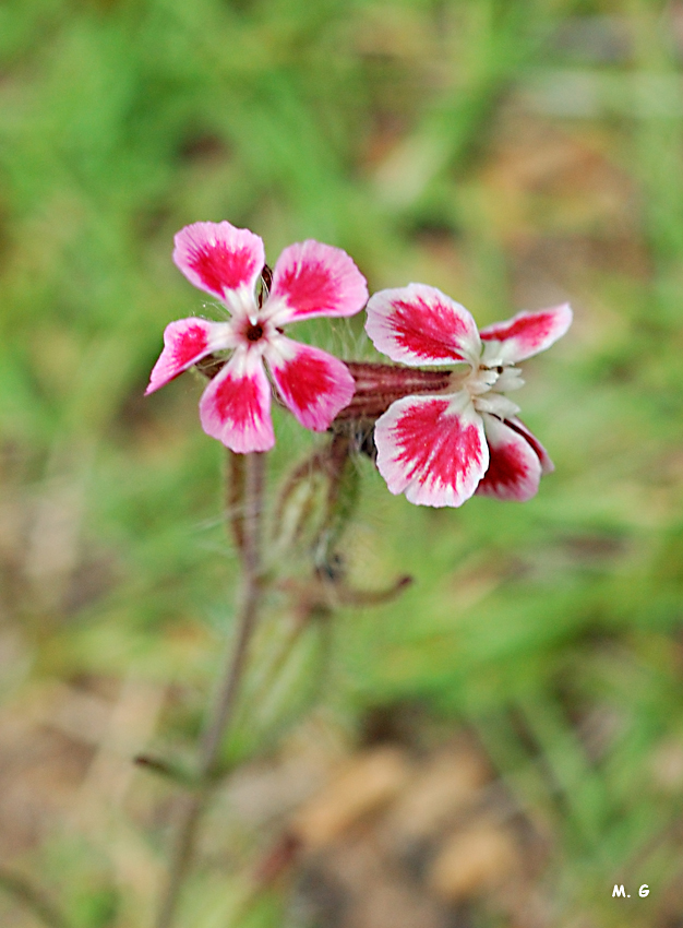 photo du silène de France, Silene gallica