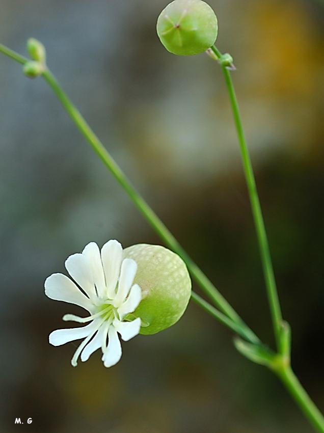 photo du silène commun, Silene vulgaris