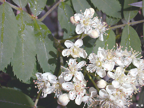 Photo du Sorbier domestique, Sorbus domestica
