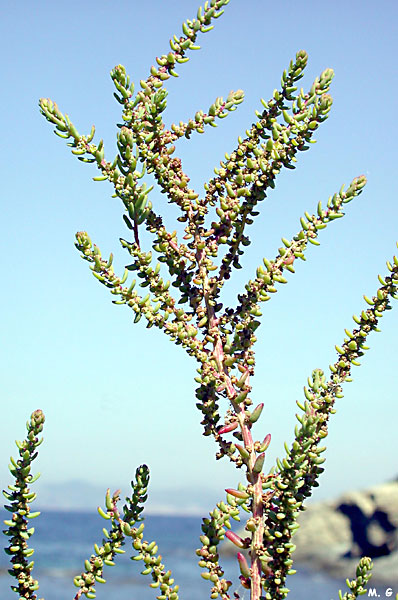 photo de soude ligneuse, Sueda vera, Sueda fruticosa