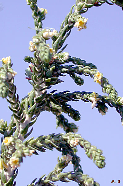 Thymelea hirsuta