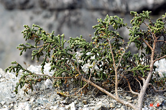 Photo Thmelea hirsuta