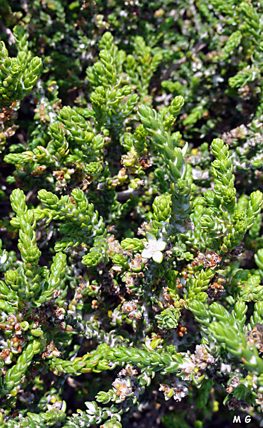 Photo Thymelea hirsuta