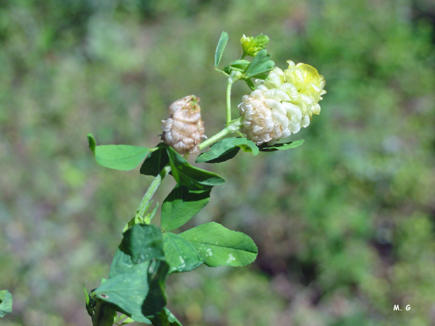 Trifolium campestre_Trèfle des champs