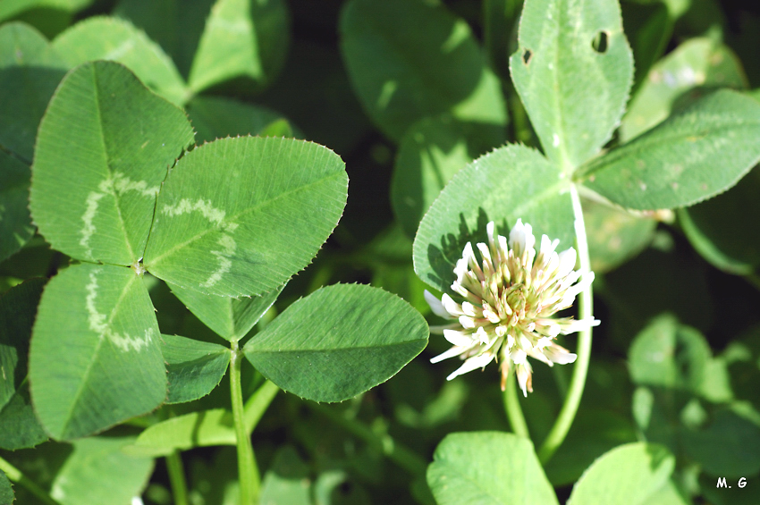 photo du trèfle rampant. Trifolium repens