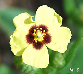 Fleur de Tuberaria guttata
