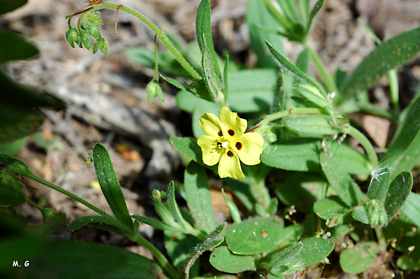 photo d'hélianthème à gouttes, Tuberaria guttata