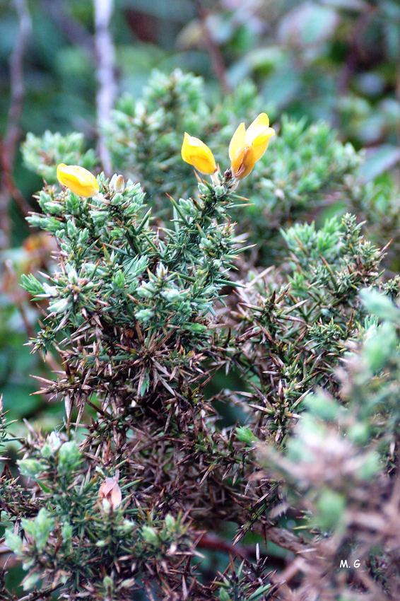 Photo Ulex europaeus