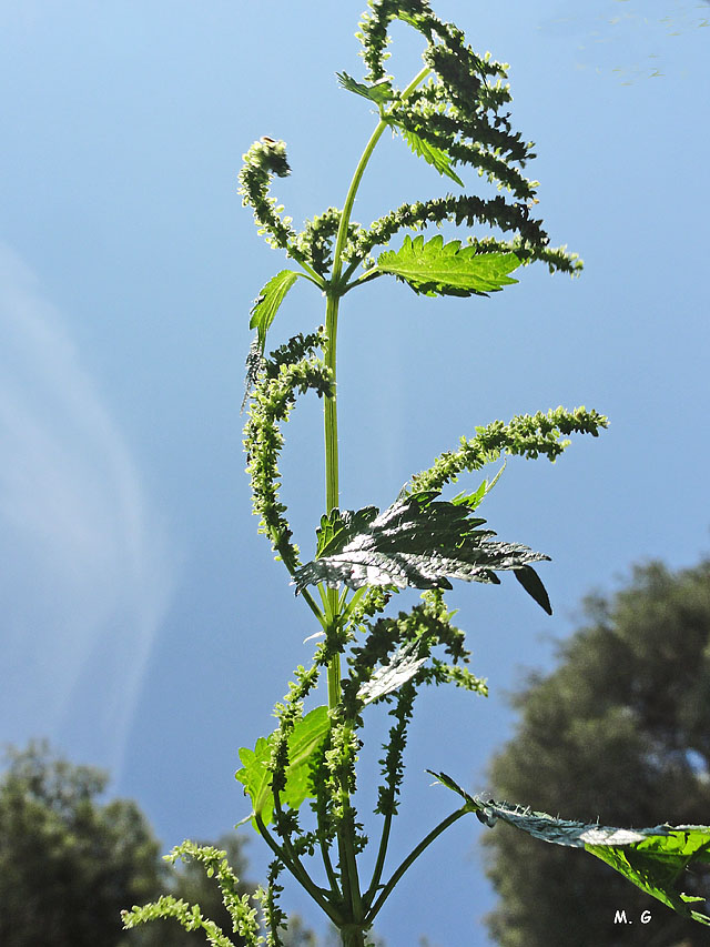 Urtica dioïca