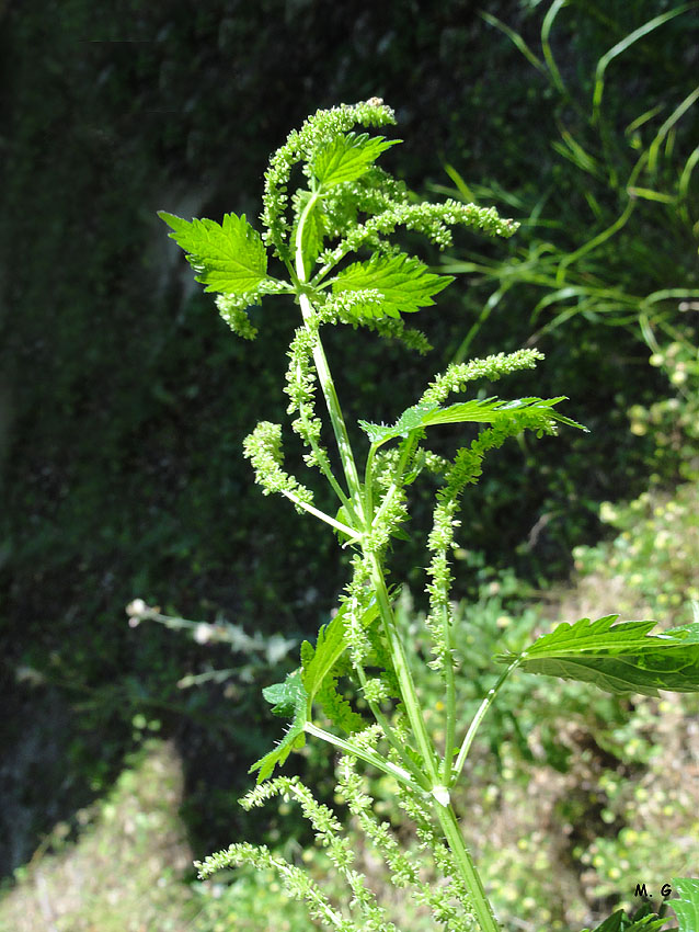 Urtica dioïca2