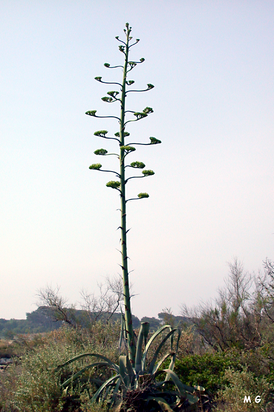 Photo d'Agave americana