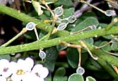 Fruits d'Alysson