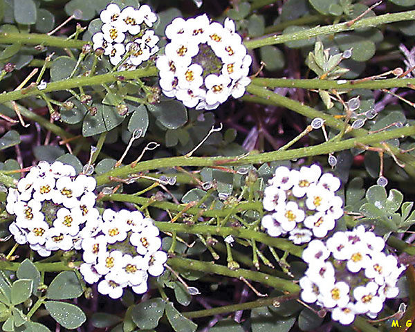 photo Alysson maritime, Lobularia maritima
