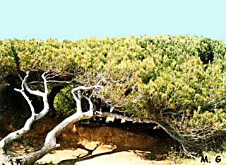 pins anémomorphosés