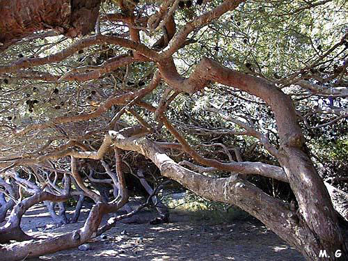 photo de pins anémomorphosés