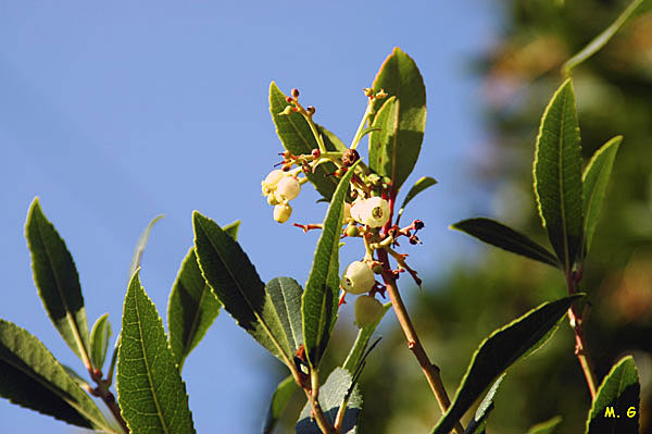 photo de les feuilles et des fleurs d'arbousier, Arbutus unedo