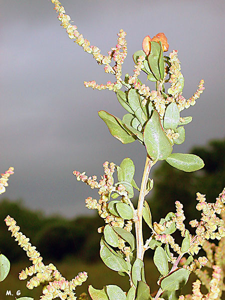 Photo de fleurs d'arroche marine, Atriplex halimus