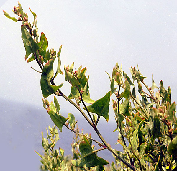 Photo d'Arroche prostrée, Atripex prostrata