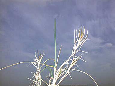 Photo du brachypode rameux, Brachypodium retusum