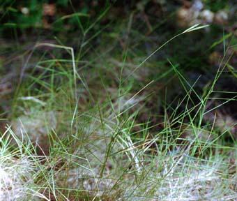 Photo du brachypode rameux, Brachypodium retusum