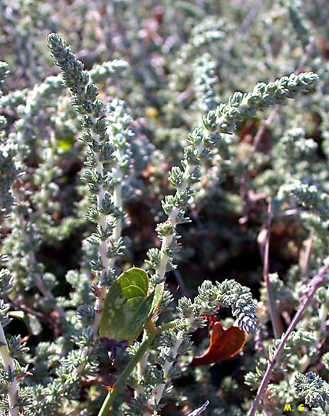 photo d'un rameau de Camphorine de Montpellier, Camphorosma monspeliaca