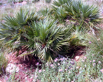 Photo d'un palmier nain, Chamerops humilis