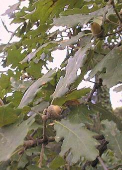 feuilles et fruits de chêne pubescent, Quercus pubescens