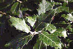 Chene vert feuilles