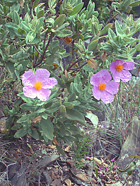 Photo Ciste blanc, Cistus albidus