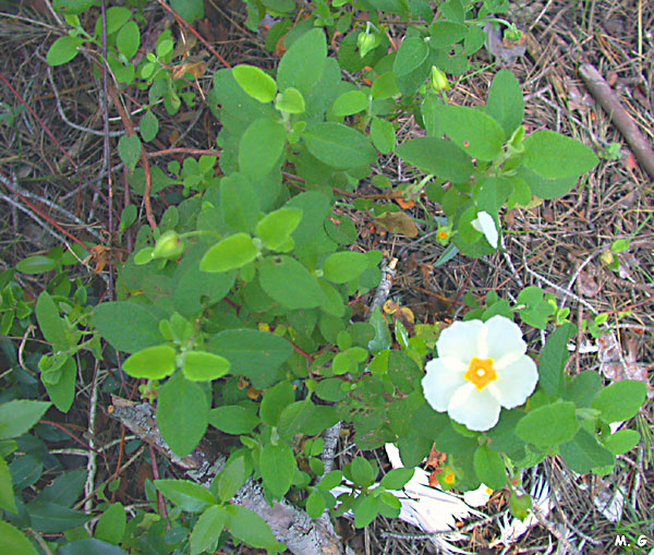 Photo Ciste à feuilles de sauge, Cistus salvifolius