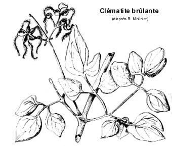 clematite