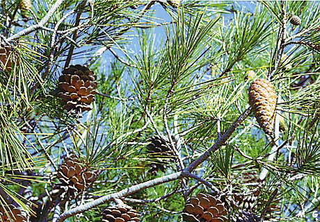 photo de cônes de Pinus halepensis
