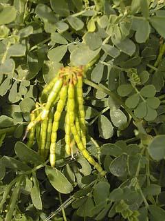 Photo de fruits de Coronilla valentina subsp. glauca