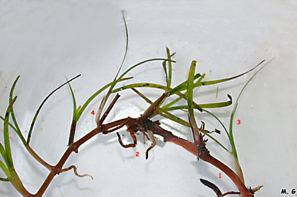 Photo d'un fragment de rhizome de Cymodocée, Cymodocea nodosa