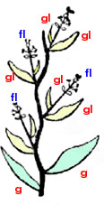 Epi de Graminées