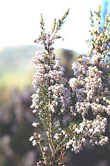 Photo d'un ramrau fleuri d'Erica arborea