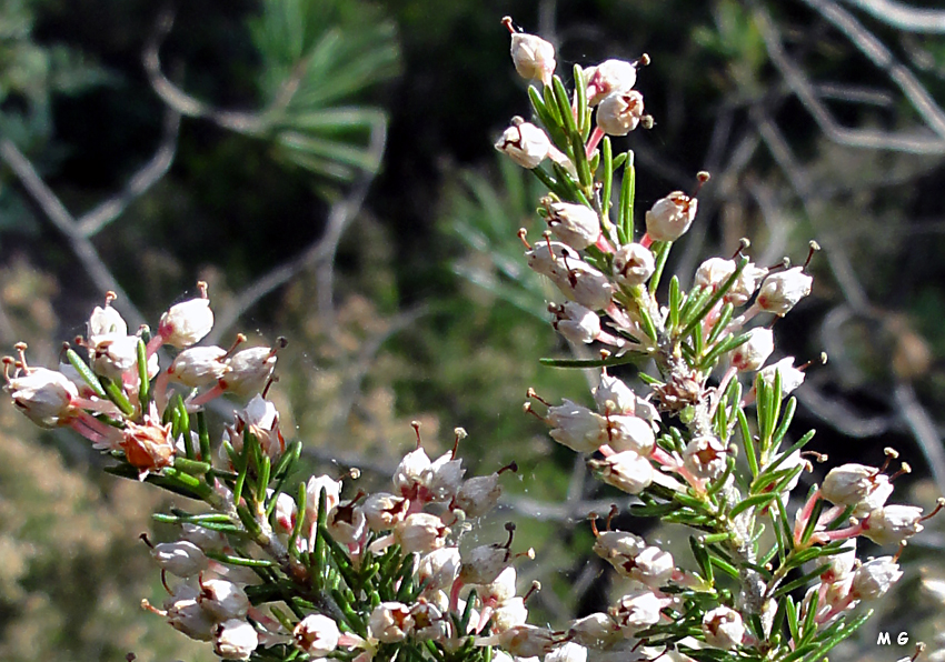 Photo d'Erica arborea