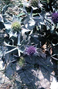 Photo du chardon bleu des sables, Eryngium maritimum