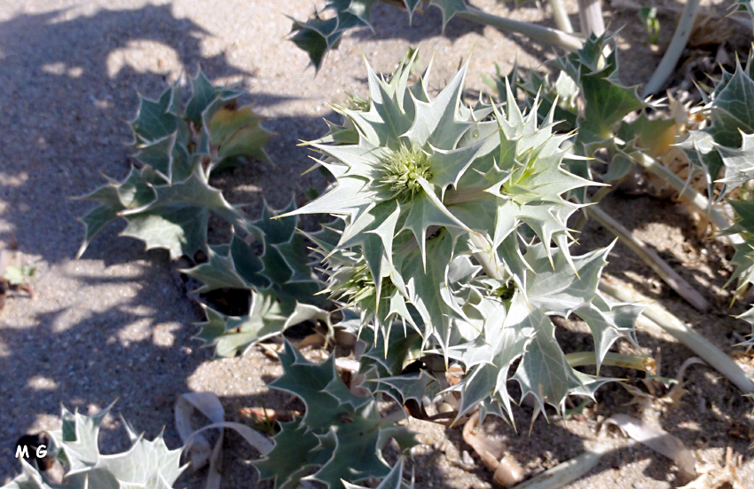 Photo Eryngium maritimum
