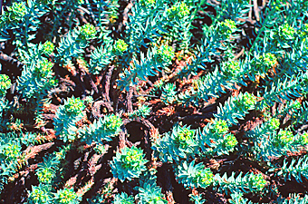 Photo d'Euphorbia pithyusa